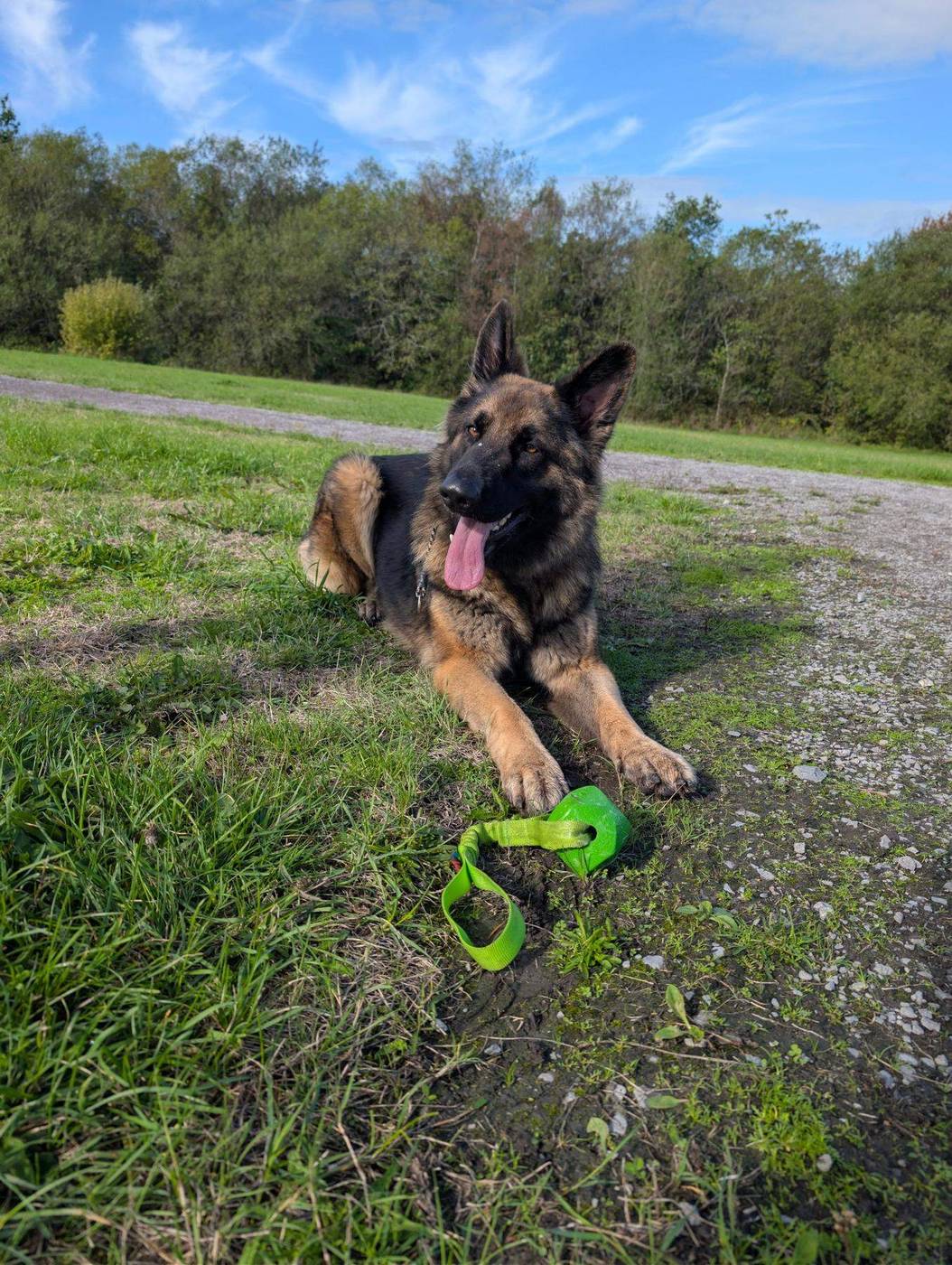A young German Shepherd lying on the grass with a green tug toy