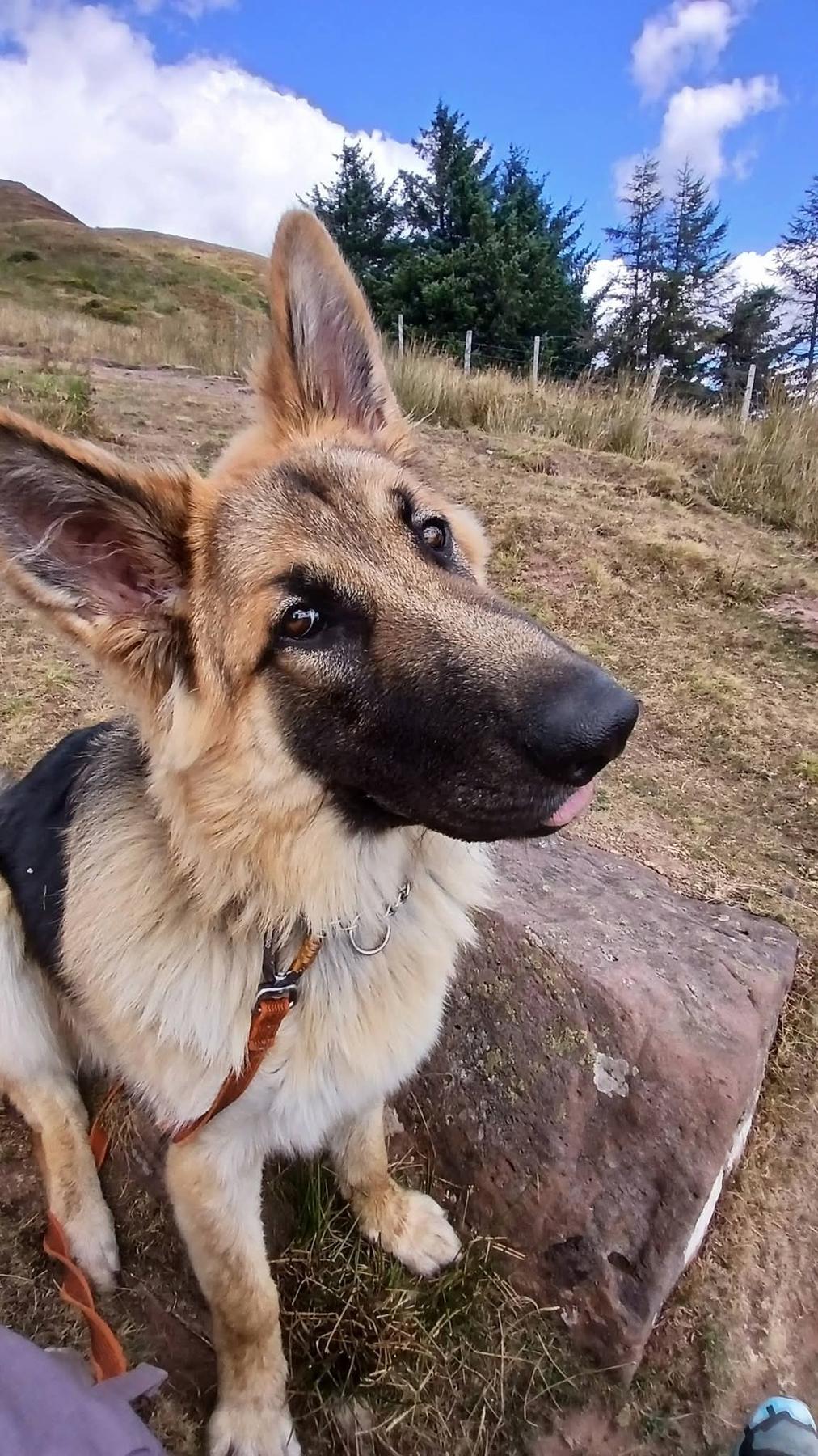 Luca, a young German Shepherd, looking up at the camera on a hillside