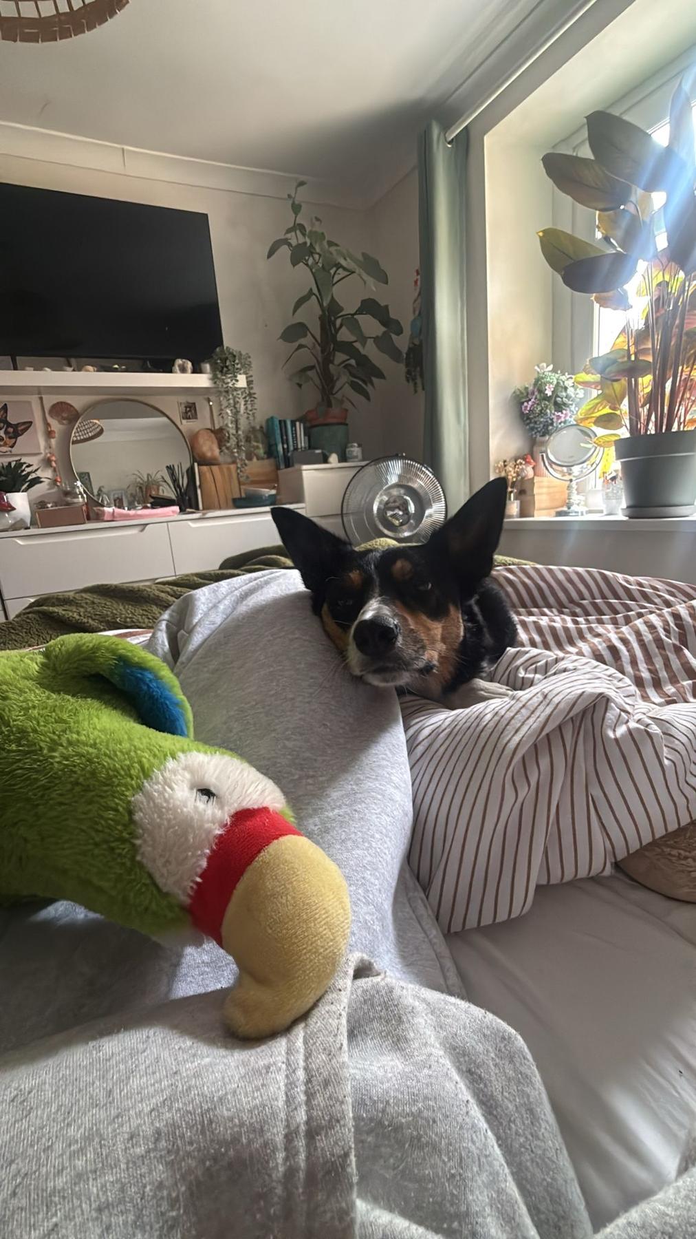 Mali the collie relaxing on a bed beside her toy