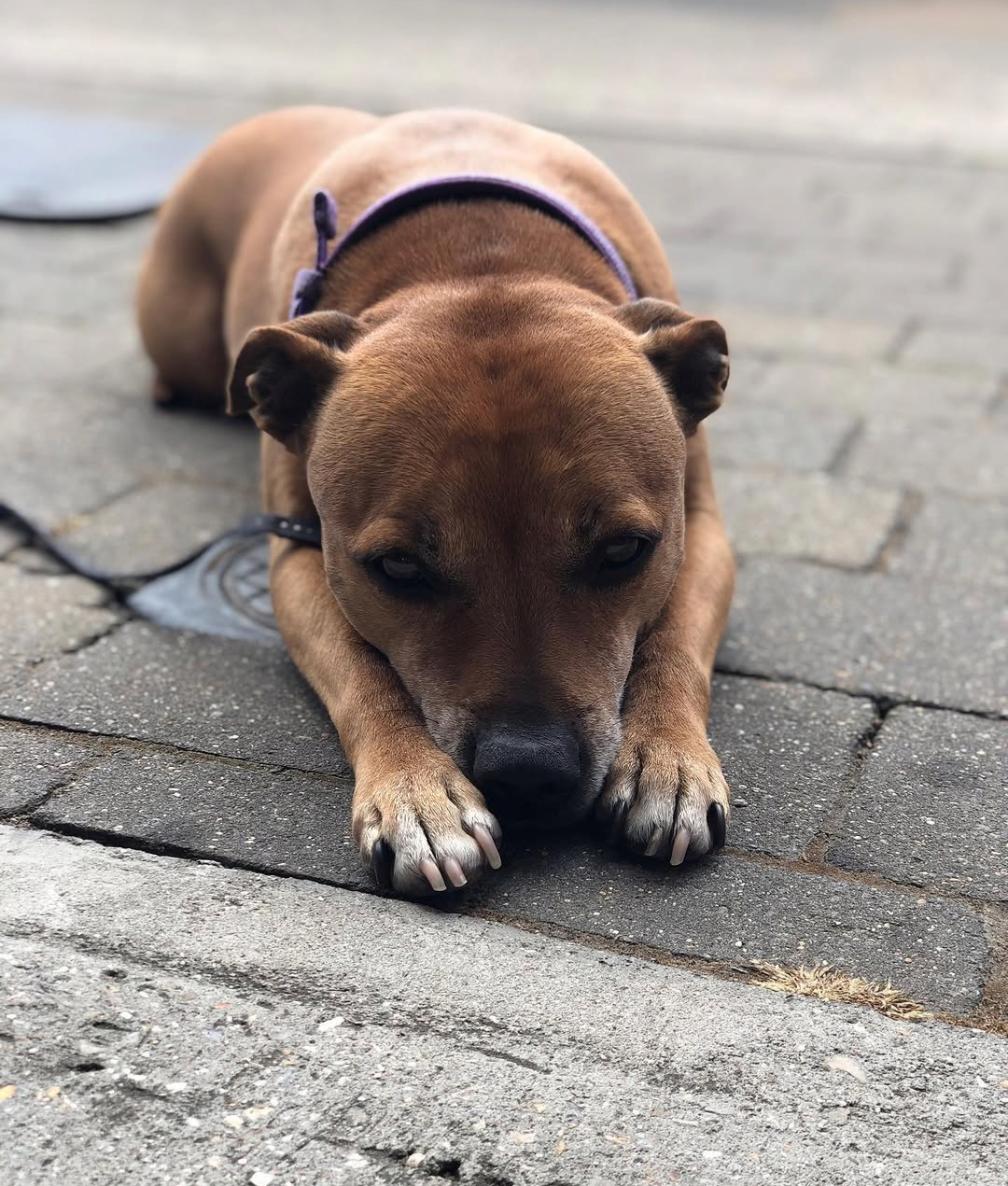 Thura the Staffie lying on paving, looking at the camera